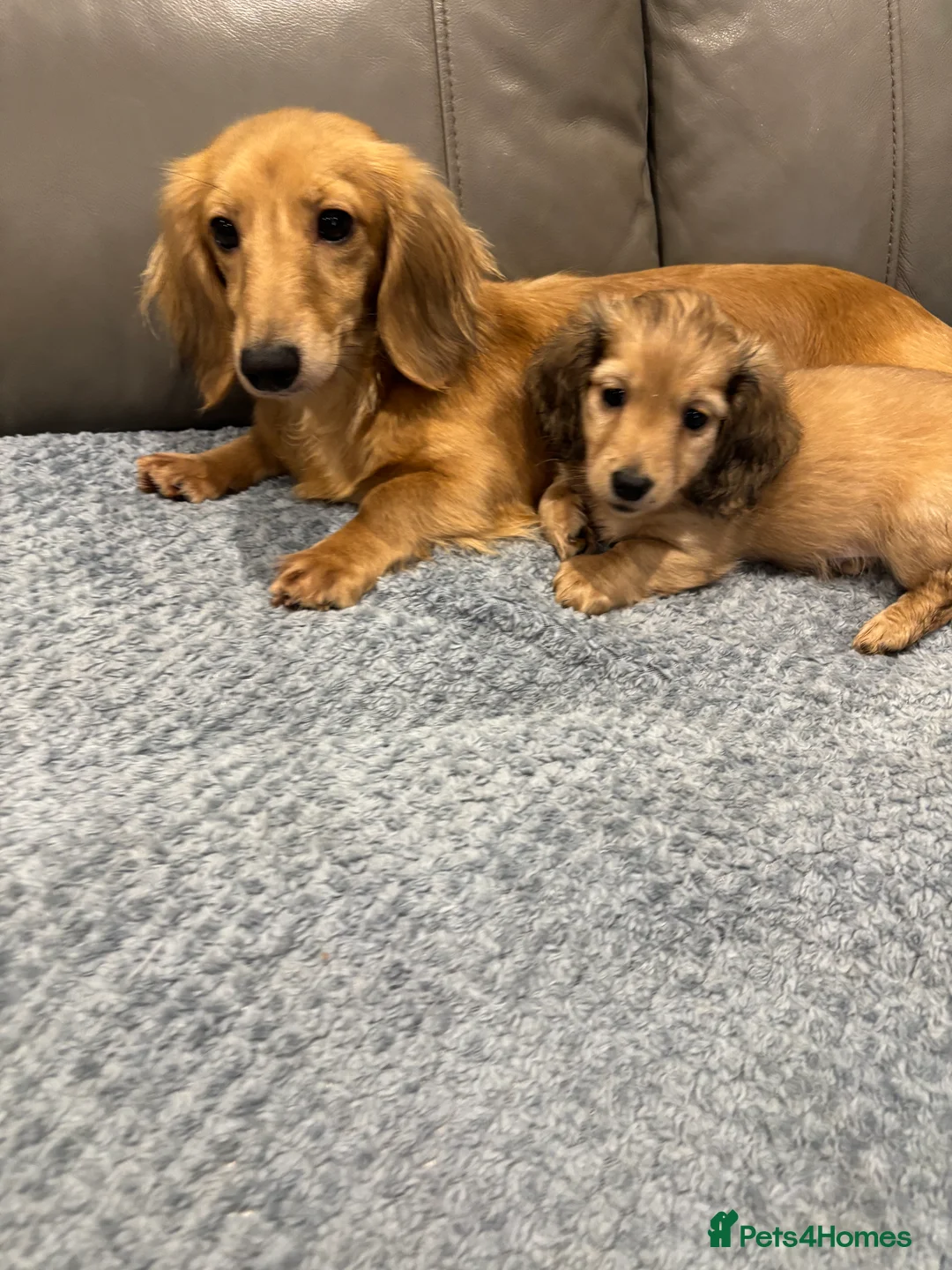 Miniature Dachshund dogs for sale: Beautiful cream boy ready to leave  - Advert 1