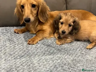 Miniature Dachshund dogs Beautiful cream boy ready to leave - Advert 4