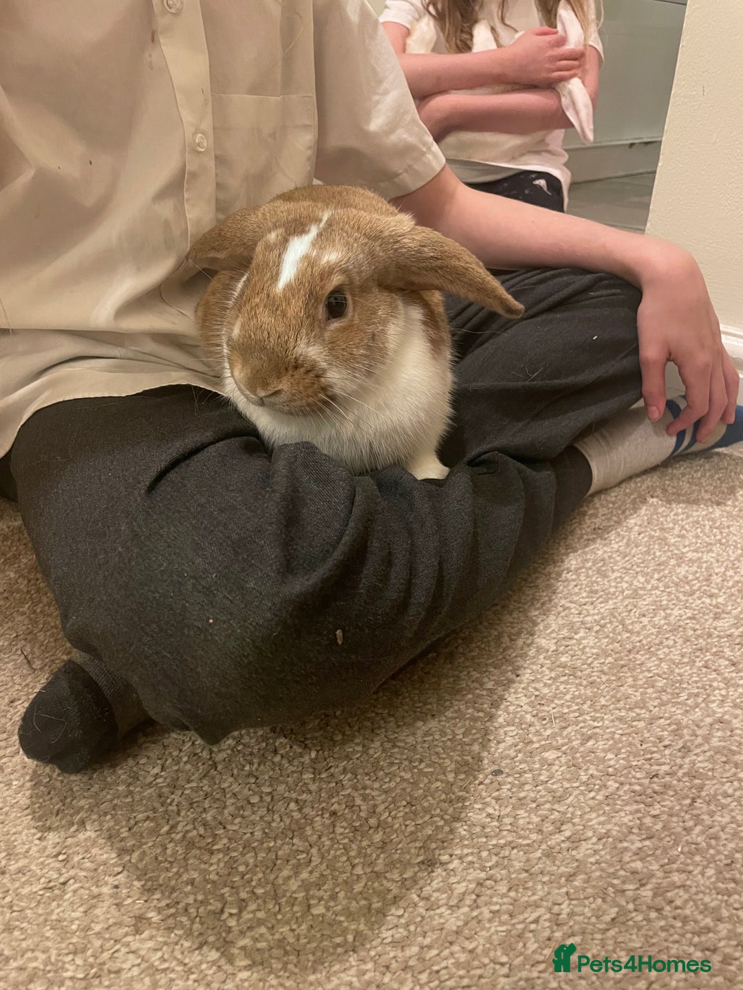 French Lop rabbits for sale: 4 x mixed breed lop bunnies 2 x albino REW 2 x not - Image 17