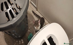Ragdoll cats for sale: Loving, beautiful half ragdoll, bengal cross girl - Image 6