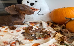 Miniature Dachshund dogs for sale: Perfect Miniature dachshund  - Image 8