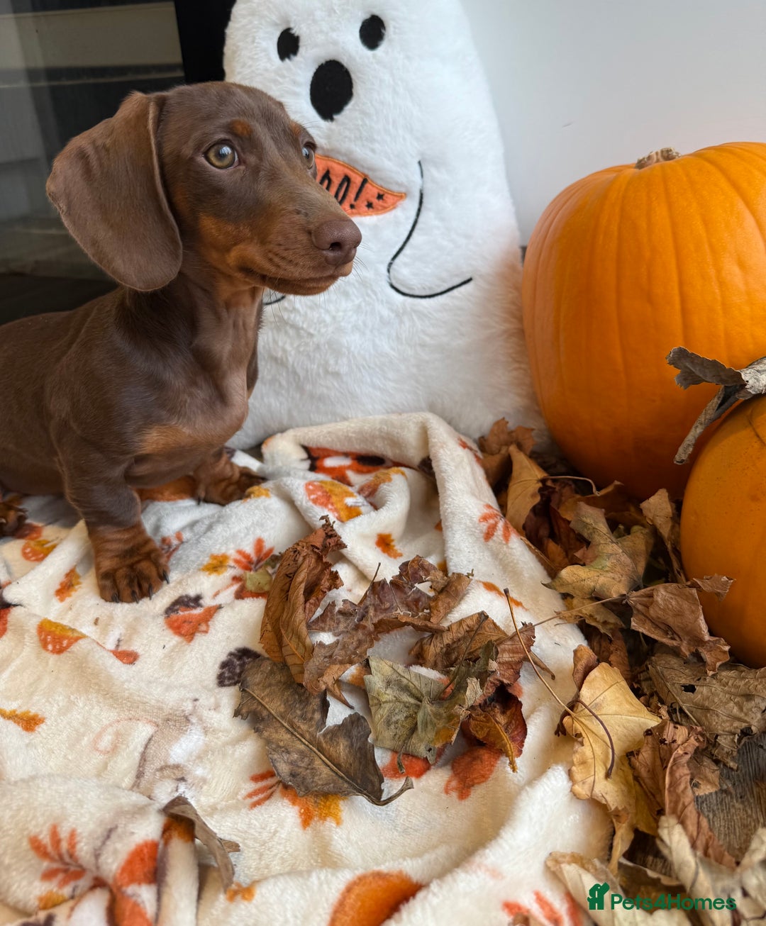 Miniature Dachshund dogs for sale: Perfect Miniature dachshund  - Image 8