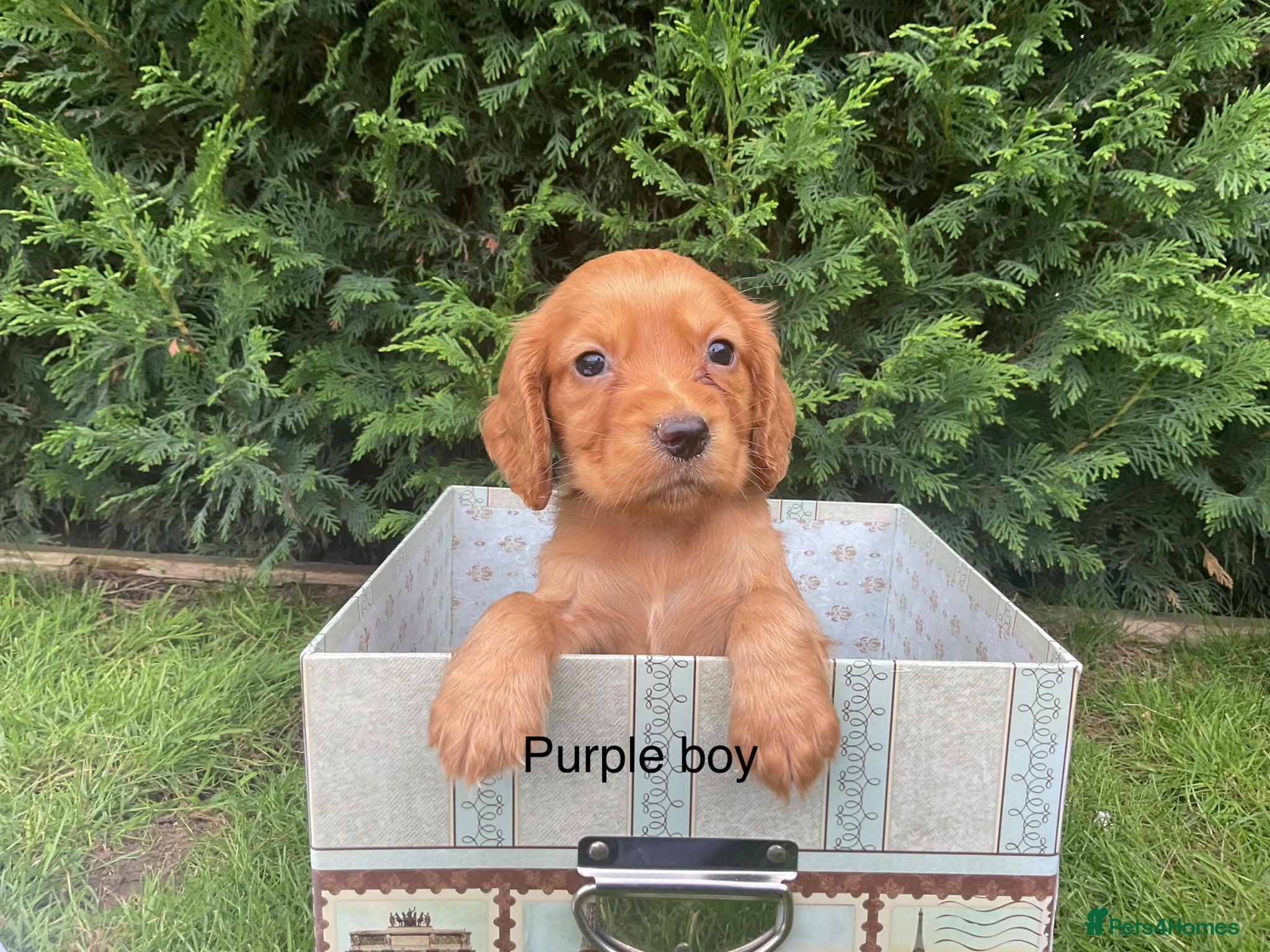 Cocker Spaniel dogs Kc reg hereditary clear working cocker spaniels - Advert 2