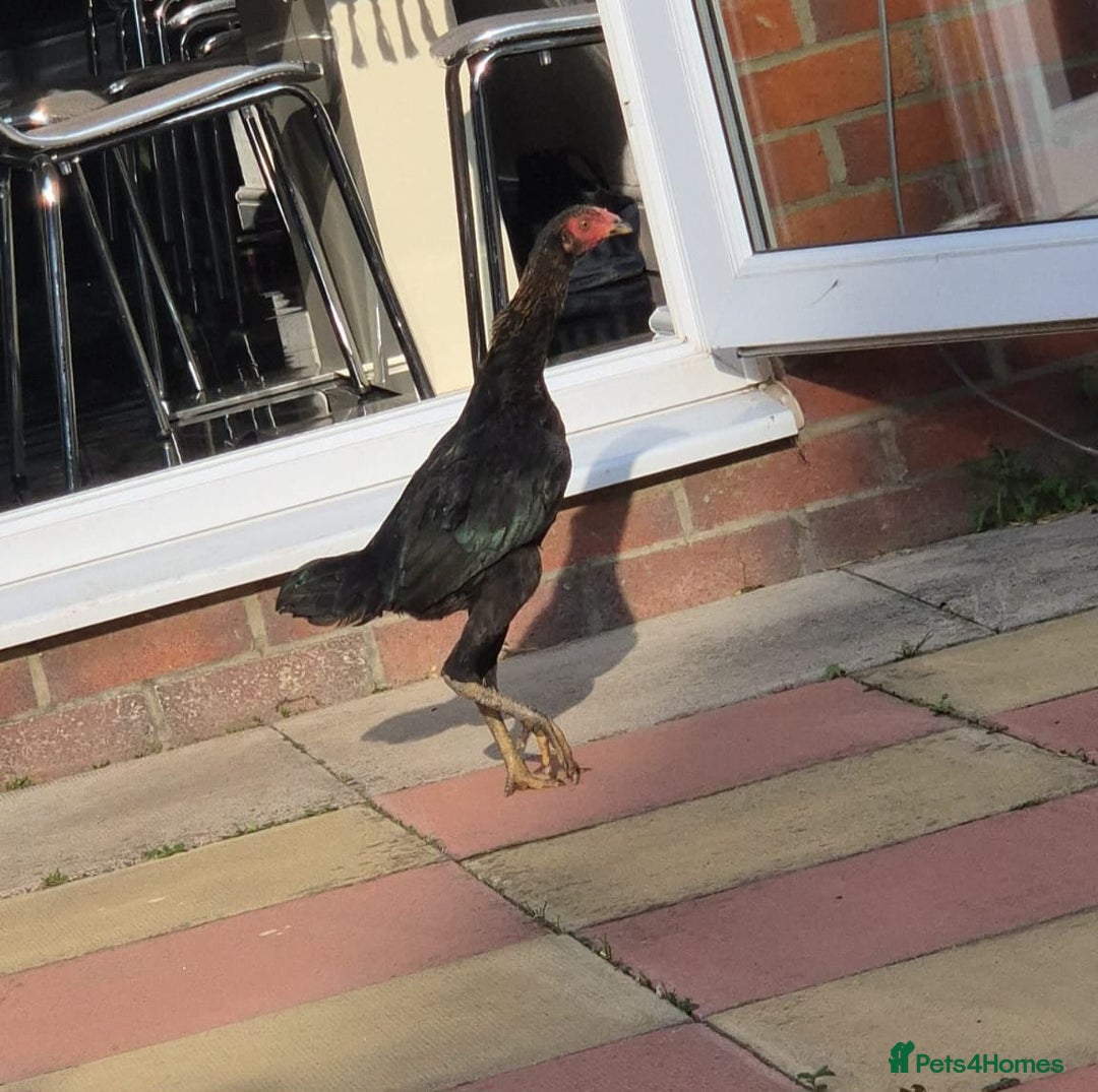 Chickens poultry for sale: Shamo hen  and stag - Image 3