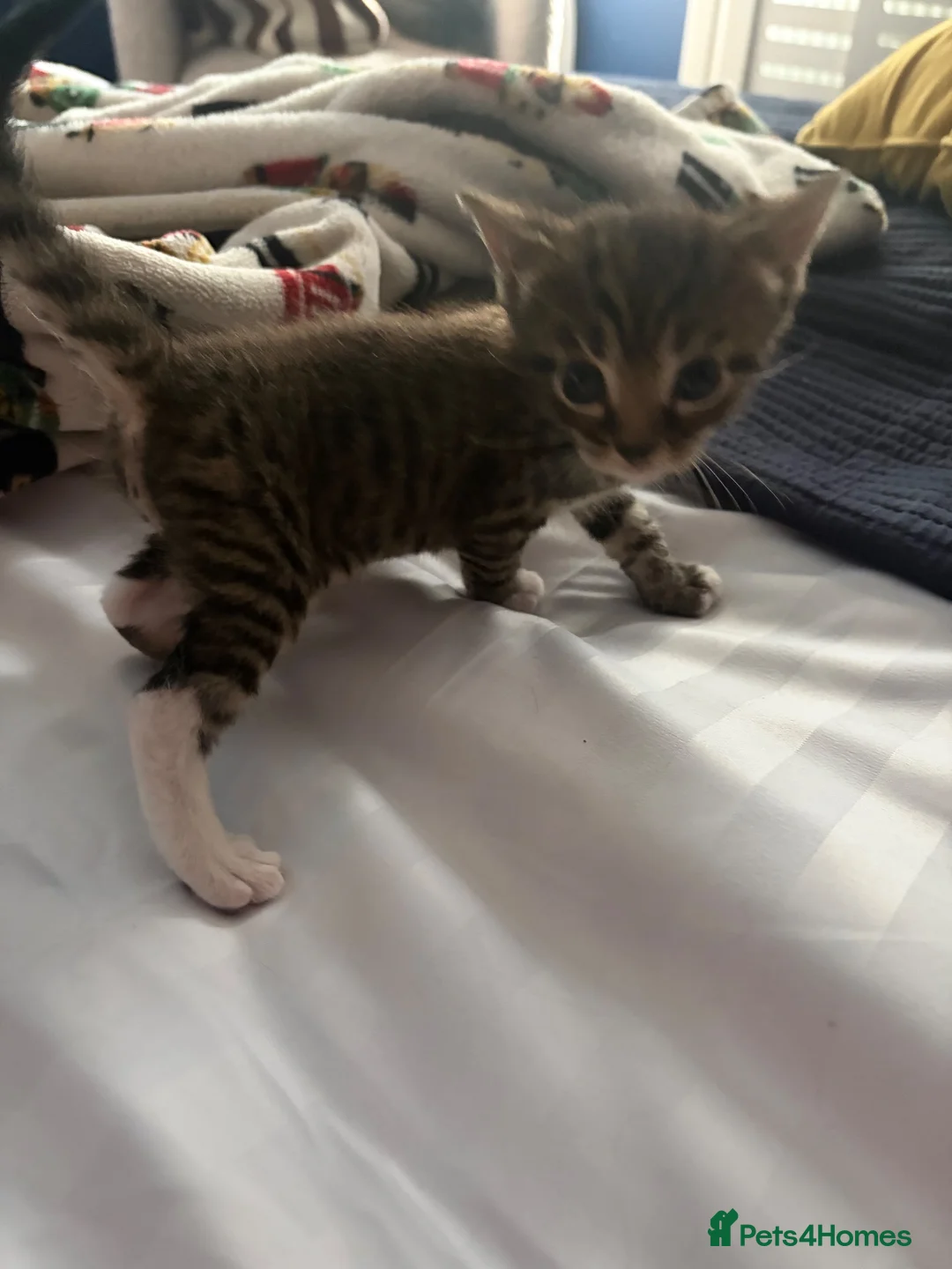 Mixed Breed cats for sale: Bengal x  - Advert 2