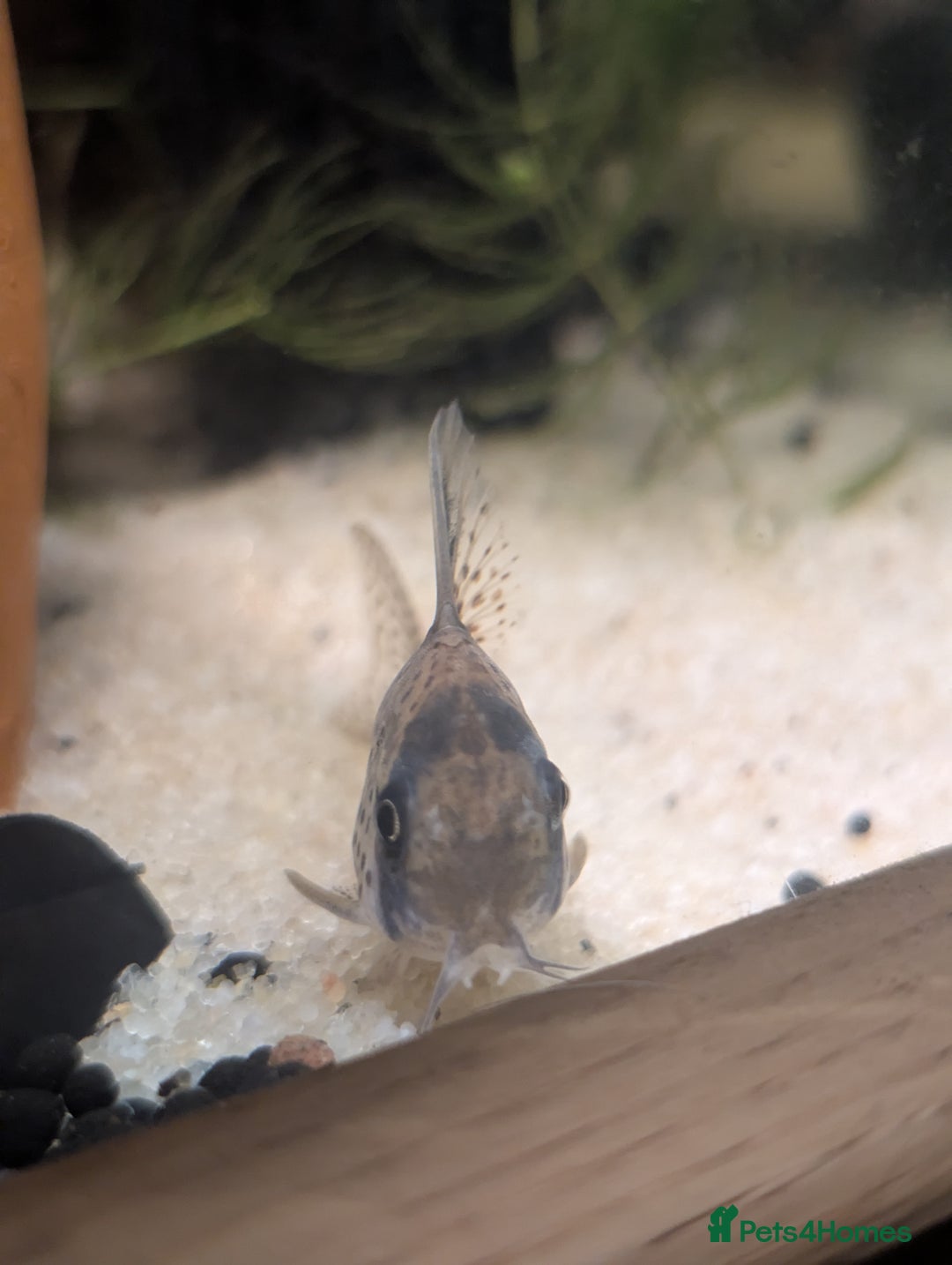 Plecos fish for sale: Cracked Zebra Plecos, Clown Plecos and More  - Advert 11