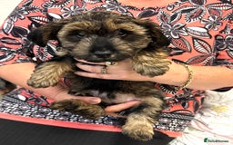 Yorkiepoo dogs for sale: Beautiful Yorkipoo Puppies - Image 5