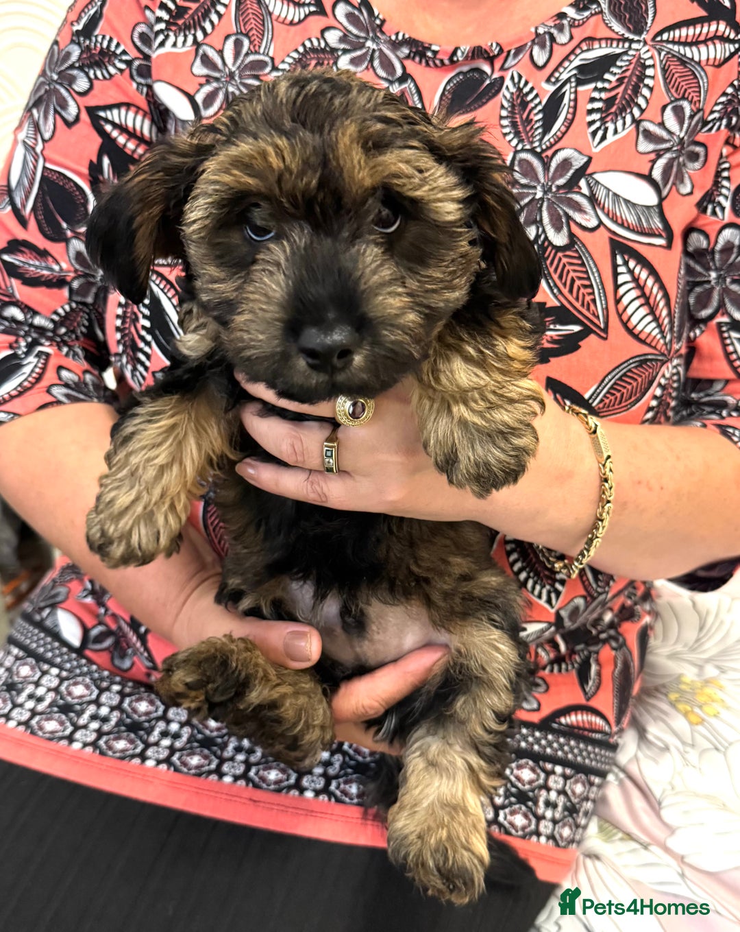 Yorkiepoo dogs for sale: Beautiful Yorkipoo Puppies - Image 5