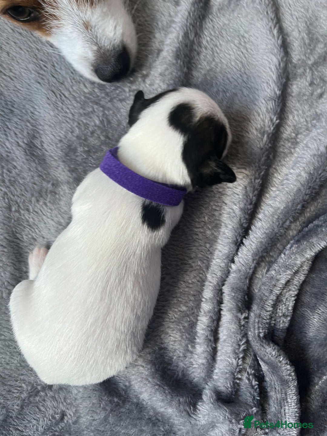 Jack Russell dogs for sale: Beautiful Jack Russell puppies for sale - Image 14
