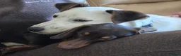 Jack Russell dogs for sale: Jack russell male called jax - Advert 2