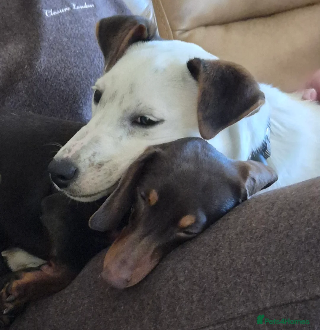 Jack Russell dogs for sale: Jack russell male called jax - Advert 2