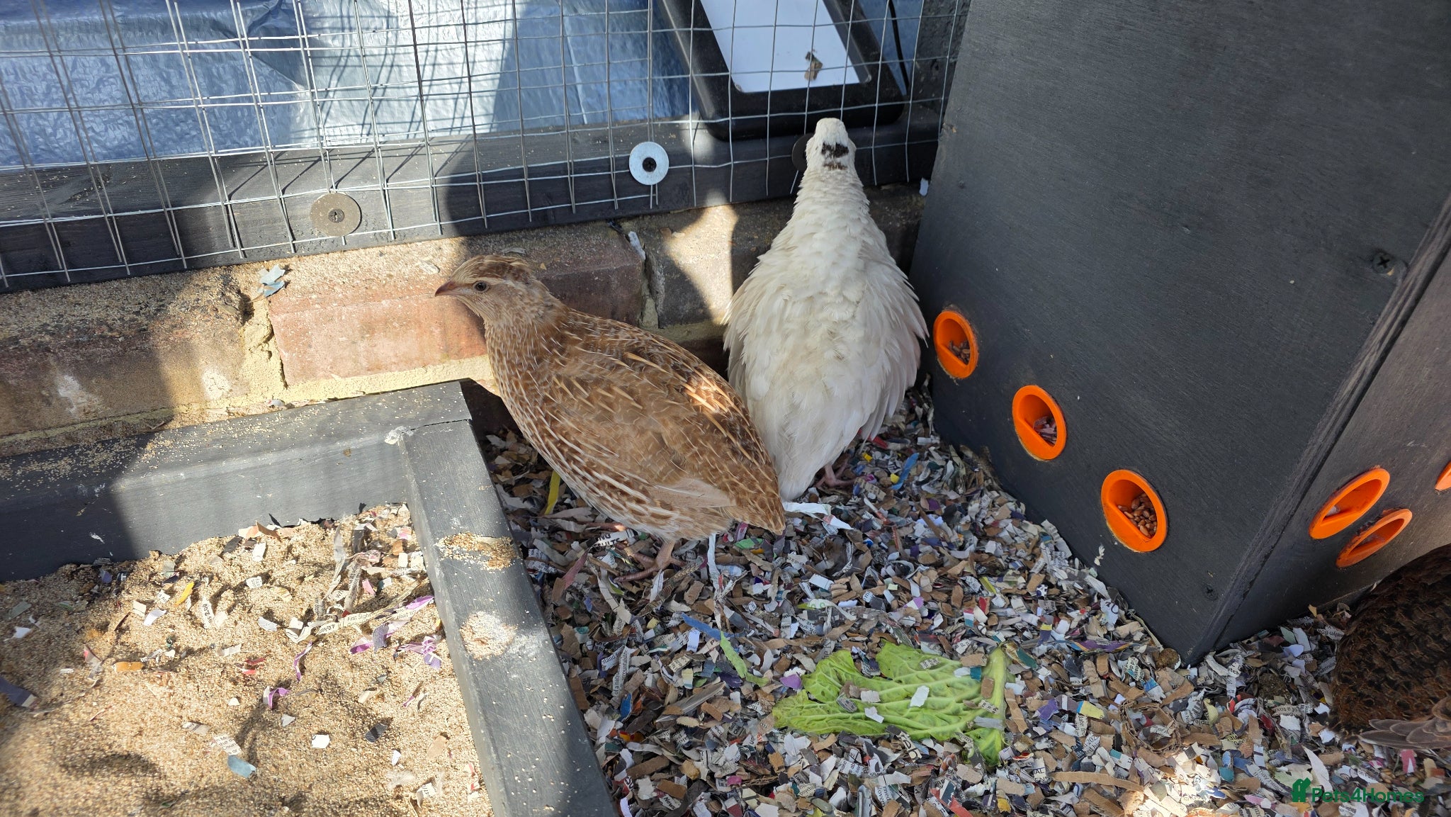 Quail poultry Quail chicks and hens and male - Advert 1