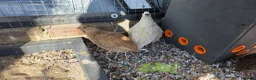Quail poultry for sale: Quail chicks and hens and male in Twickenham - Advert 1
