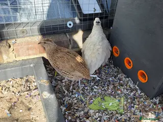 Quail poultry Quail chicks and hens and male - Advert 1