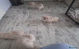 Poochon dogs for sale: Beautiful Poochon Puppies - Image 20