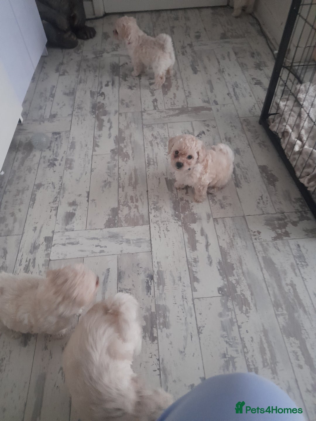 Poochon dogs for sale: Beautiful Poochon Puppies - Image 20