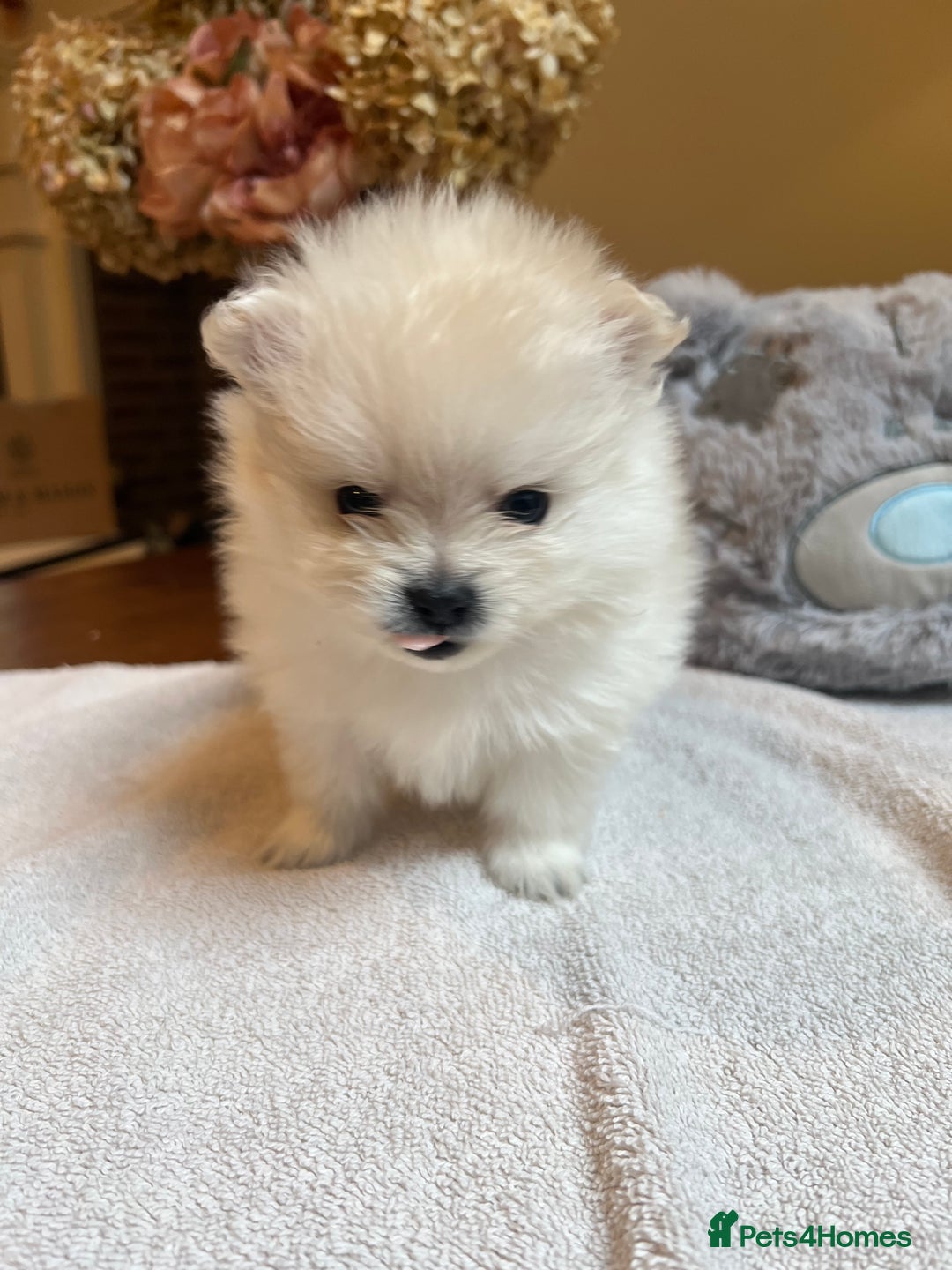 Pomeranian dogs for sale: Pomeranian puppies to die for - Advert 11