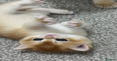 British Shorthair cats - Advert 9