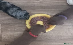 Miniature Dachshund dogs for sale: Miniature dachshund  - Image 16