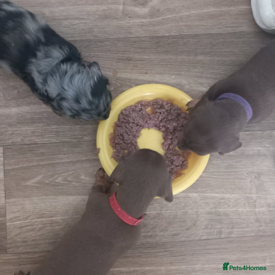Miniature Dachshund dogs for sale: Miniature dachshund  - Image 16