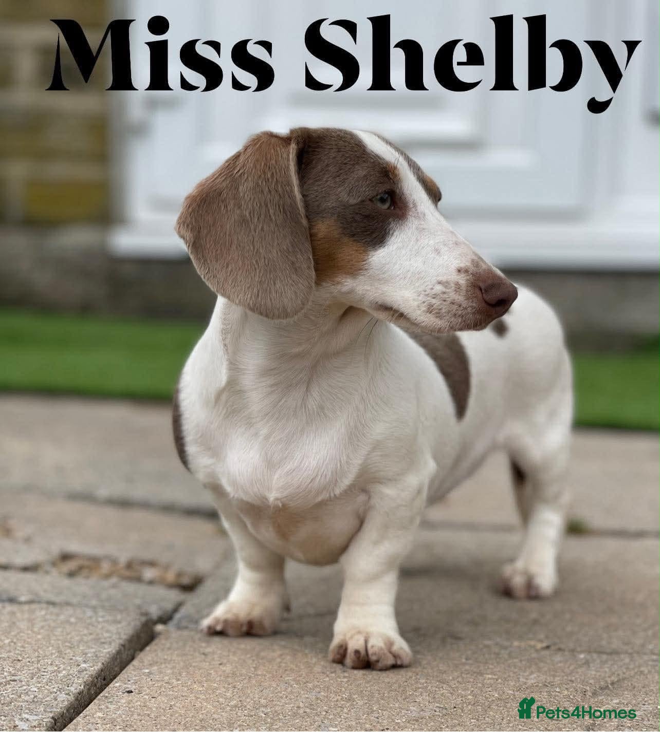Miniature Dachshund dogs for sale: Adults females miniature dachshunds  - Advert 4