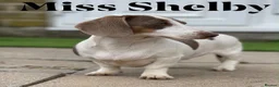 Miniature Dachshund dogs for sale: Adults females miniature dachshunds  - Advert 1
