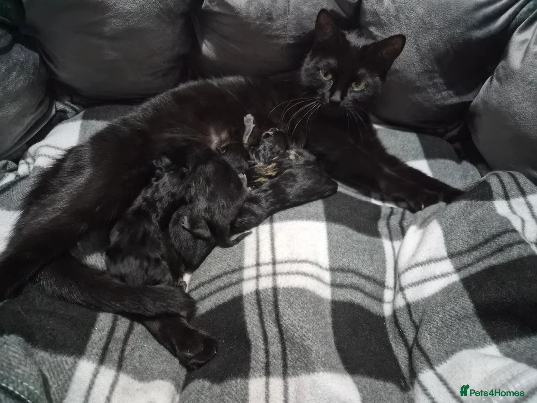 British Longhair cats for sale: Friendly playful long haired kitten  - Advert 3