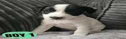 Mixed Breed dogs for sale: Adorable jackapoo jack russel x cockapoo puppies. in Oxford - Advert 4