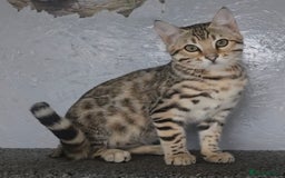 Bengal cats for sale: 1 beautiful bengal girl ready to leave now - Image 2