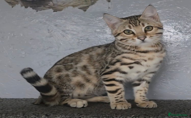 Bengal cats - Advert 9