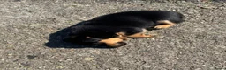 Jack Russell dogs for sale: 🐾1 Merle Jack Russell Girl & 1 black & tan boy  - Advert 38