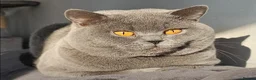 British Shorthair cats for sale: British Shorthair Kittens in Rochester - Advert 2