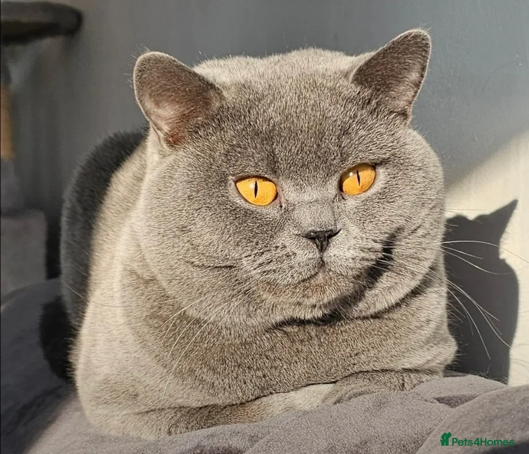 British Shorthair cats for sale: British Shorthair Kittens in Rochester - Advert 2