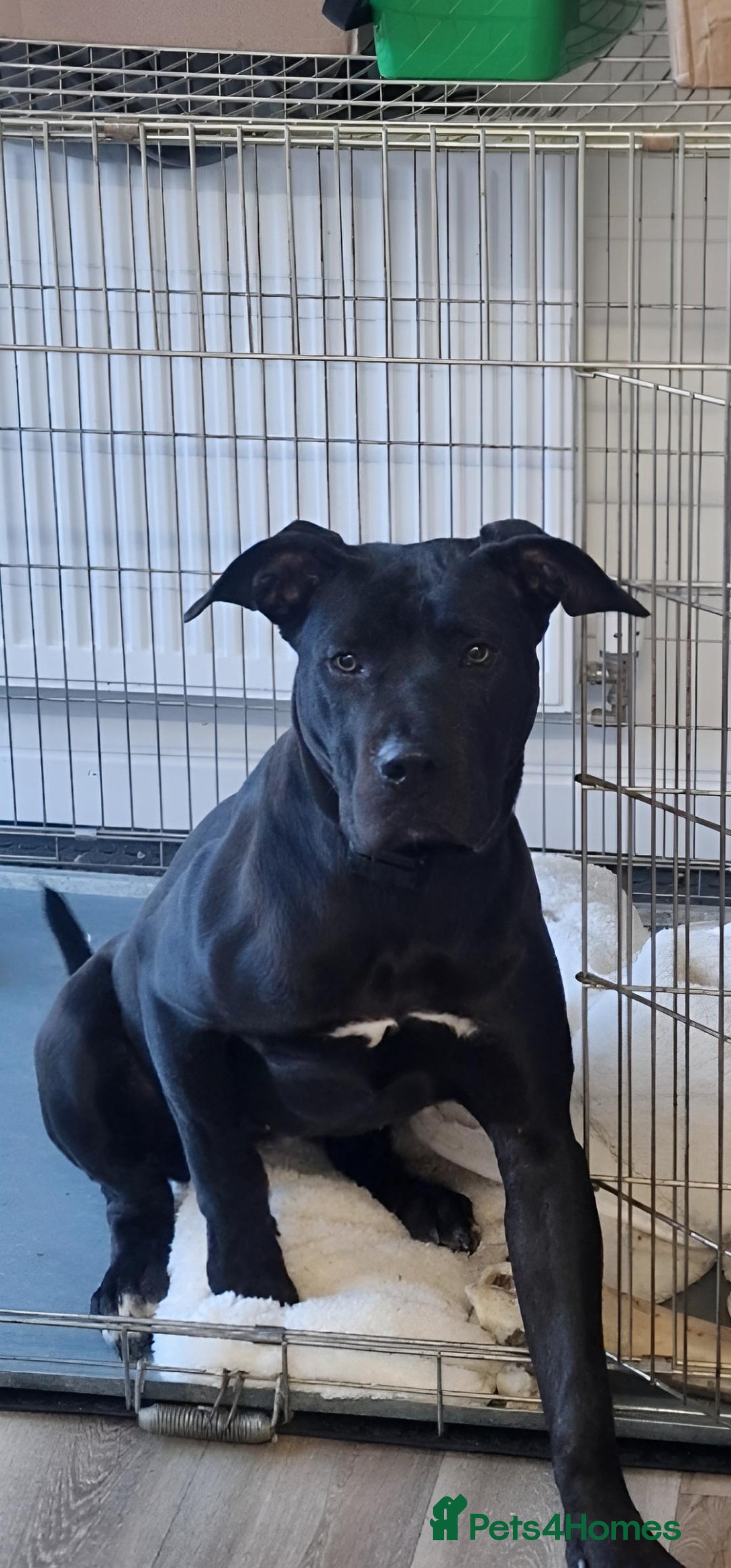 Presa Canario dogs Female presa canario fci registered  - Advert 8