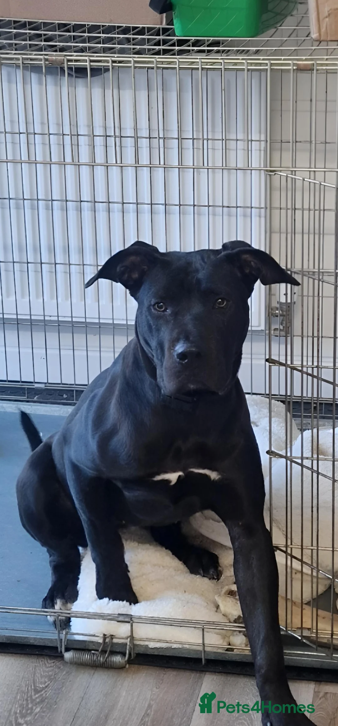 Presa Canario dogs for sale: Female presa canario fci registered  - Advert 1