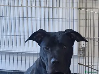 Presa Canario dogs Female presa canario fci registered - Advert 8