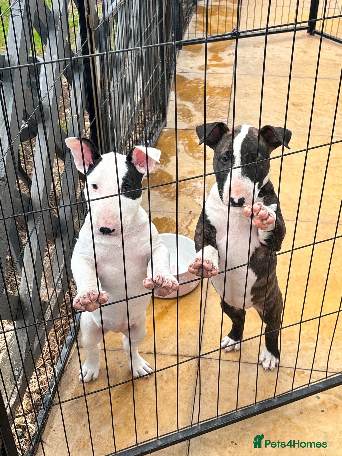 English Bull Terrier dogs TWO BEAUTIFUL GIRLS READY TO LEAVE  - Advert 1