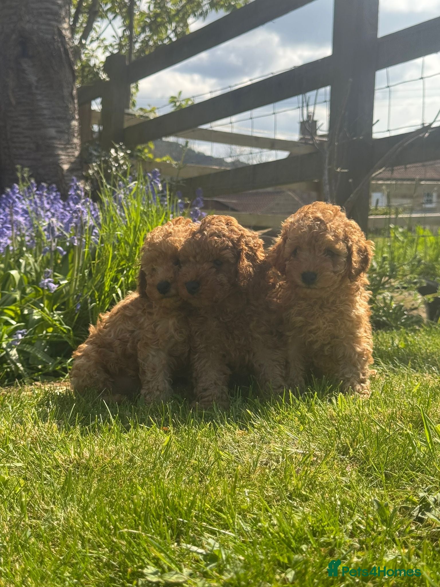 Toy Poodle dogs Toy Poodle Puppies  - Advert 3