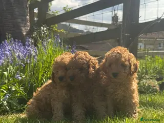 Toy Poodle dogs Toy Poodle Puppies - Advert 3