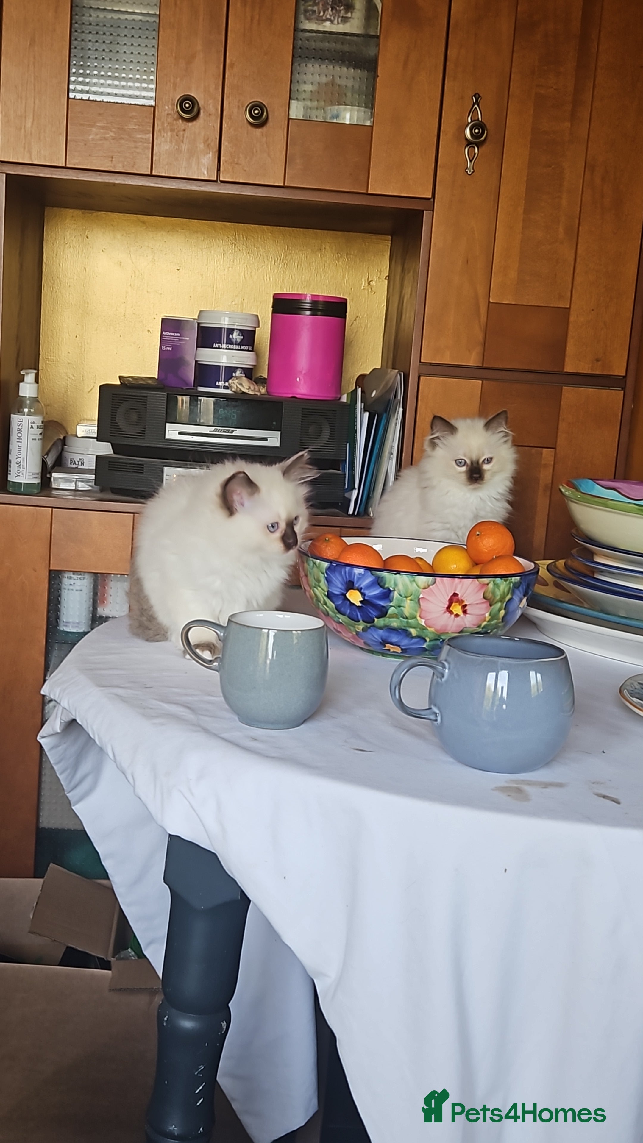 Ragdoll cats Ragdoll kittens  - Advert 2