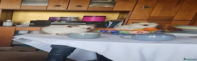 Ragdoll Kitten 2