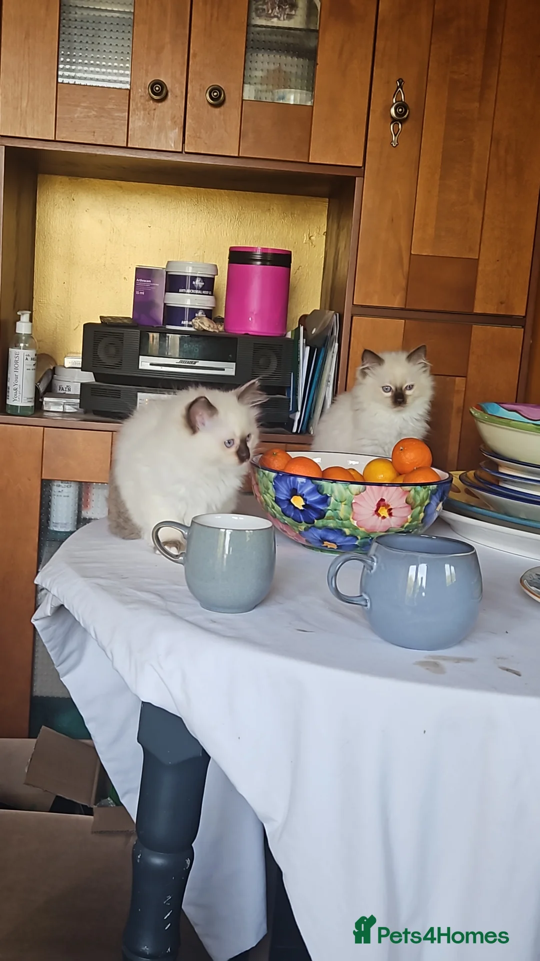 Ragdoll cats for sale: Ragdoll kittens  - Advert 2