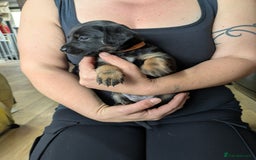Mixed Breed dogs for sale: Jack, Springer X staffy, lurcher puppies - Image 28