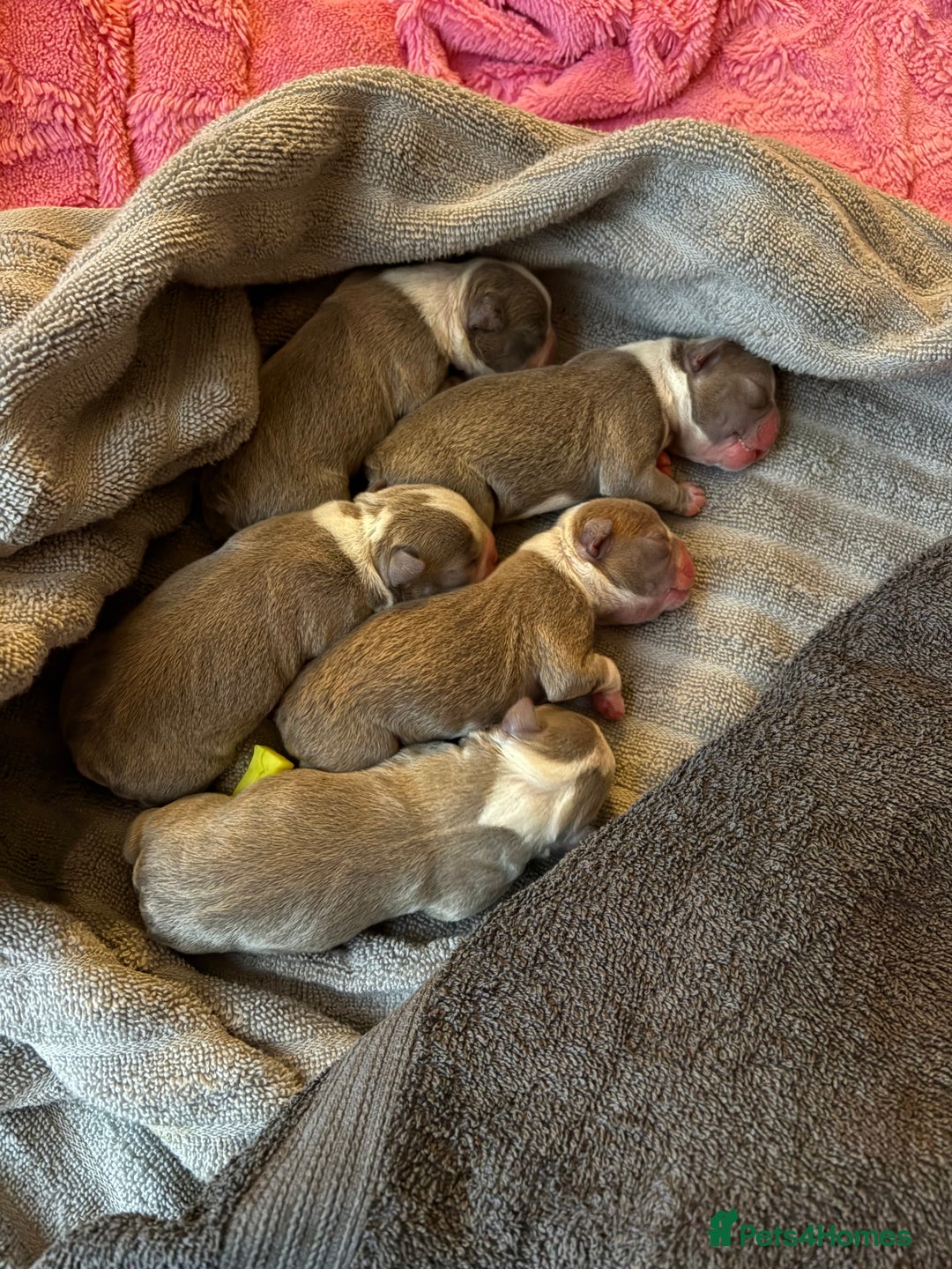 Boston Terrier dogs for sale: Premium & Rare Champaign Boston Terriers - Advert 5