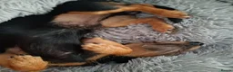 Dachshund dogs for sale: Wirehaired Dauchund  in Sheffield - Advert 3