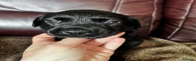 Labrador Retriever 6