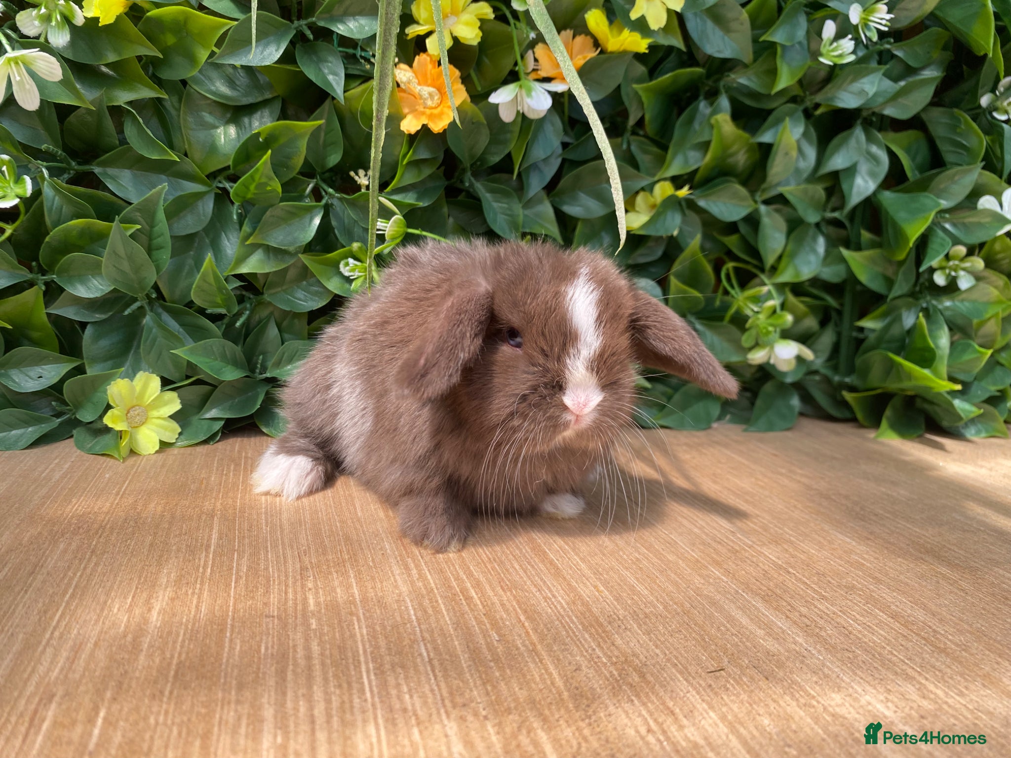 Mini Lop rabbits Mini lops ( Est since 2014 ) - Advert 1