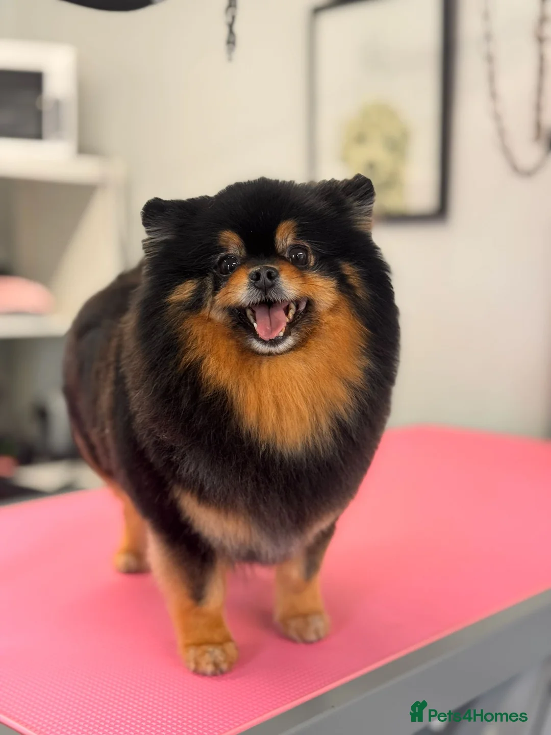 Pomeranian dogs for sale: Stunning Black and Tan Pomeranian  - Advert 5