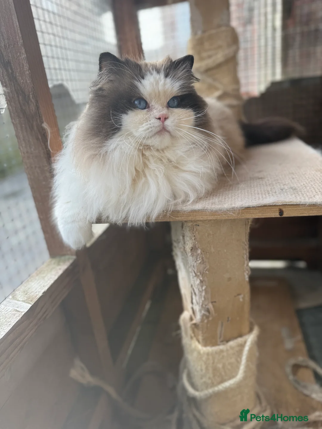 Ragdoll cats for stud: Seal bicolour male for stud  - Advert 2