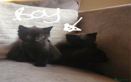 British Shorthair cats for sale: 5 beautiful british shorthair kittens - Image 22